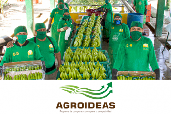portada agroideas con la imagen de trabajadores agrarios con una siembra de plátanos
